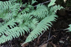 Polystichum subtripteron