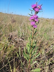 Liatris aspera
