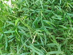 Asparagus falcatus
