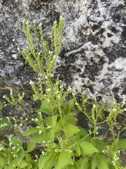Mitreola