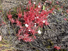 Drosera alba
