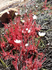Drosera alba