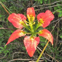 Lilium catesbaei image