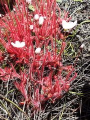 Drosera alba