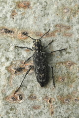 Xylotrechus