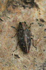 Chrysobothris femorata
