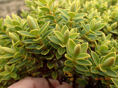 Veronica brachysiphon