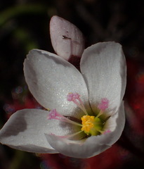 Drosera alba