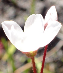 Drosera alba