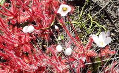 Drosera alba