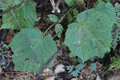 Acer tegmentosum