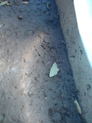 Chlorochlamys phyllinaria