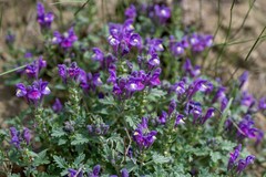 Scutellaria tuvensis