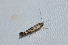 Scythris limbella