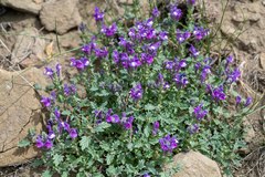 Scutellaria tuvensis
