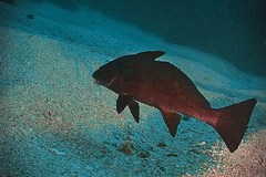 Umbrina ronchus