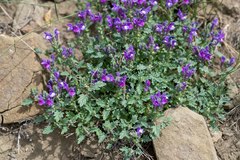 Scutellaria tuvensis