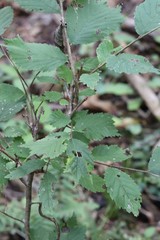 Ulmus laciniata
