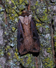 Agrotis volubilis