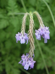Lavandula pinnata