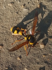 Katamenes dimidiatus