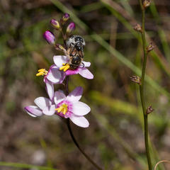 Ixia scillaris scillaris