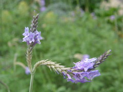 Lavandula pinnata