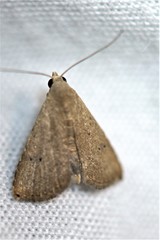Rivula pusilla
