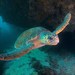 Loggerhead Sea Turtle - Photo (c) Luis P. B., some rights reserved (CC BY-NC), uploaded by Luis P. B.