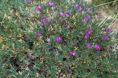 Oxytropis borissoviae