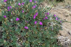 Oxytropis borissoviae