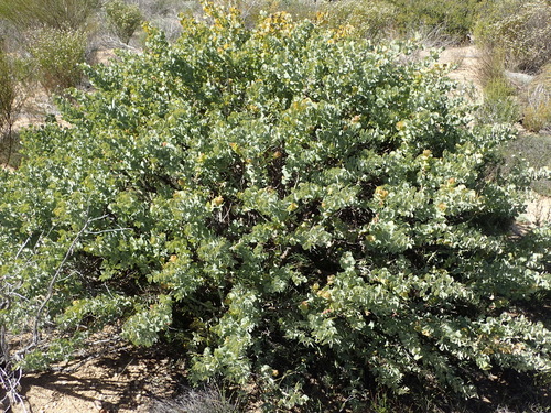 Image of Rafnia amplexicaulis by (c) Nicola van Berkel, some rights reserved (CC BY-SA)