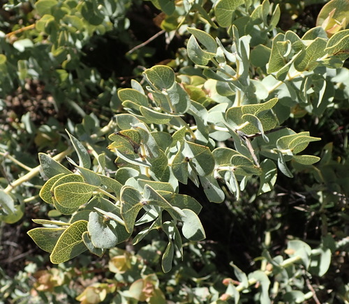 Image of Rafnia amplexicaulis by (c) Nicola van Berkel, some rights reserved (CC BY-SA)