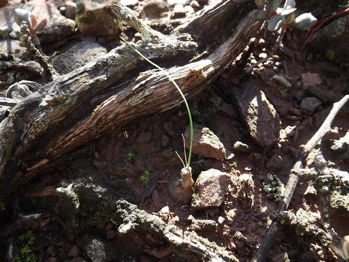 Drimia stenocarpa