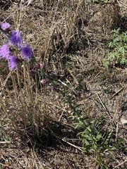 Liatris aspera