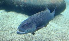 Plectropomus punctatus