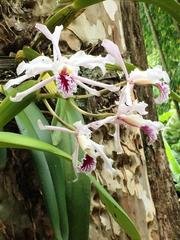 Cattleya crispa