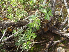 Pelargonium trifidum