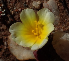Moraea luteoalba