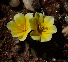 Moraea luteoalba