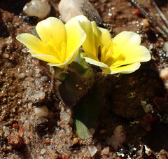 Moraea luteoalba
