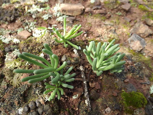 Palm Woolseed (Eriospermum bowieanum)