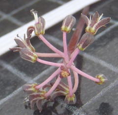 Ledebouria ovalifolia