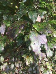 Diospyros virginiana image
