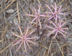 Ledebouria ovalifolia