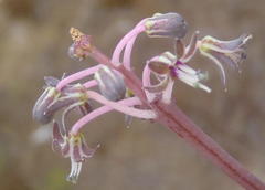 Ledebouria ovalifolia