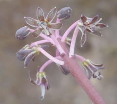 Ledebouria ovalifolia