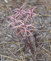 Ledebouria ovalifolia