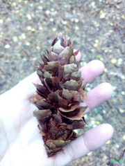 Loxia