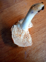 Hydnum canadense